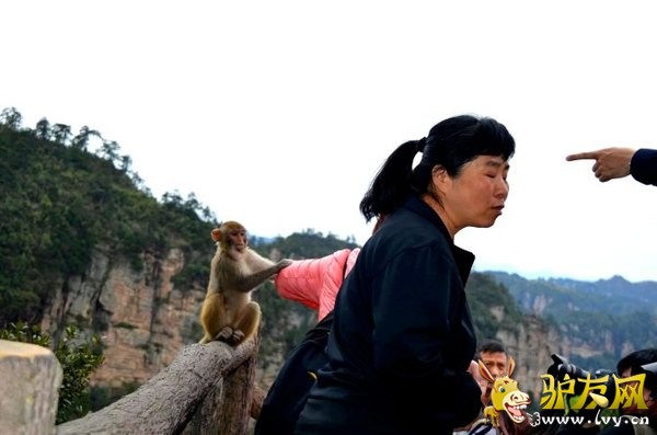 小猴子扯人.jpeg